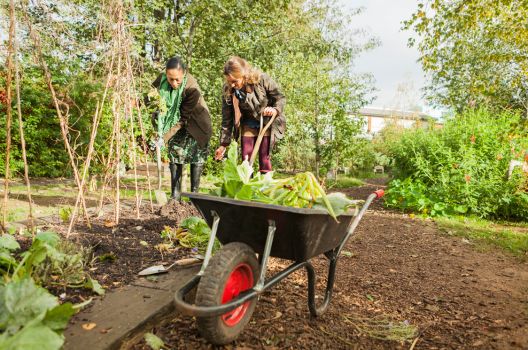 Garden Clearance